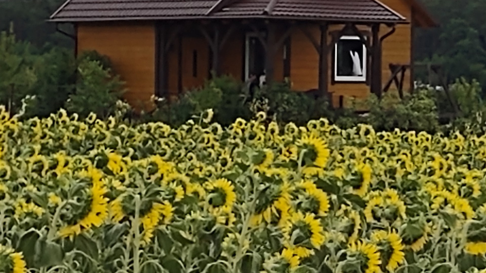 Dom na sprzedaż